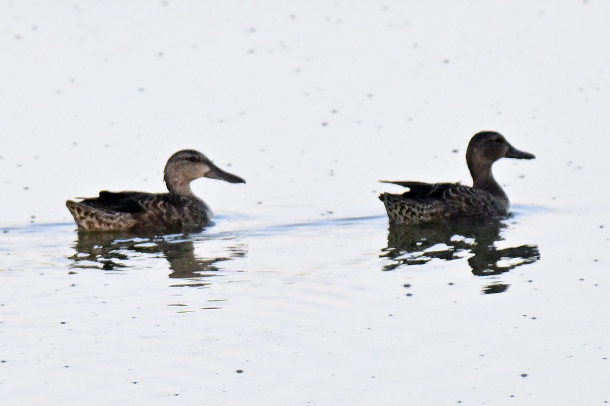 Blue-winged Teal - ML640380546