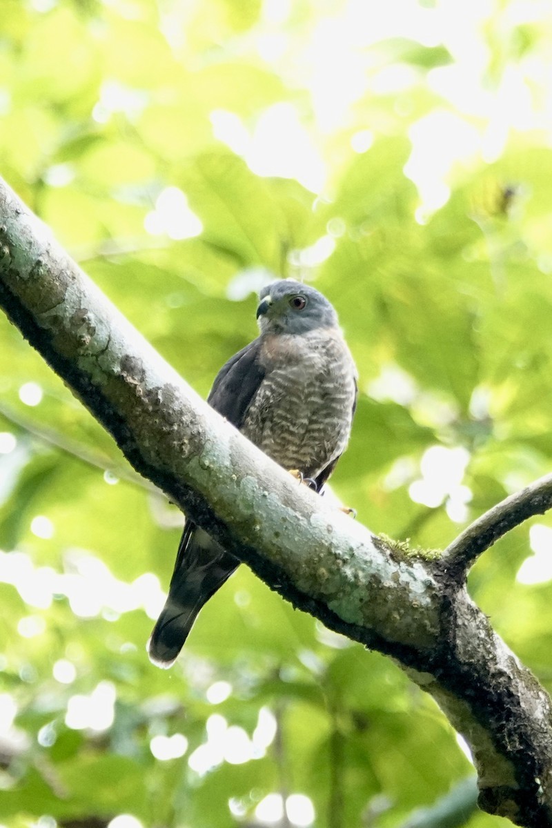 Double-toothed Kite - ML640380562