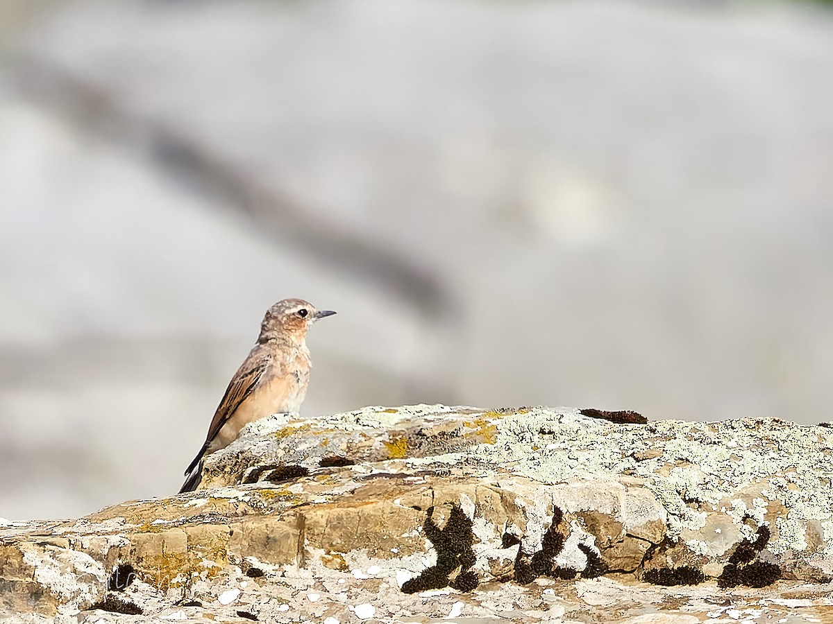 Northern Wheatear - ML640380564