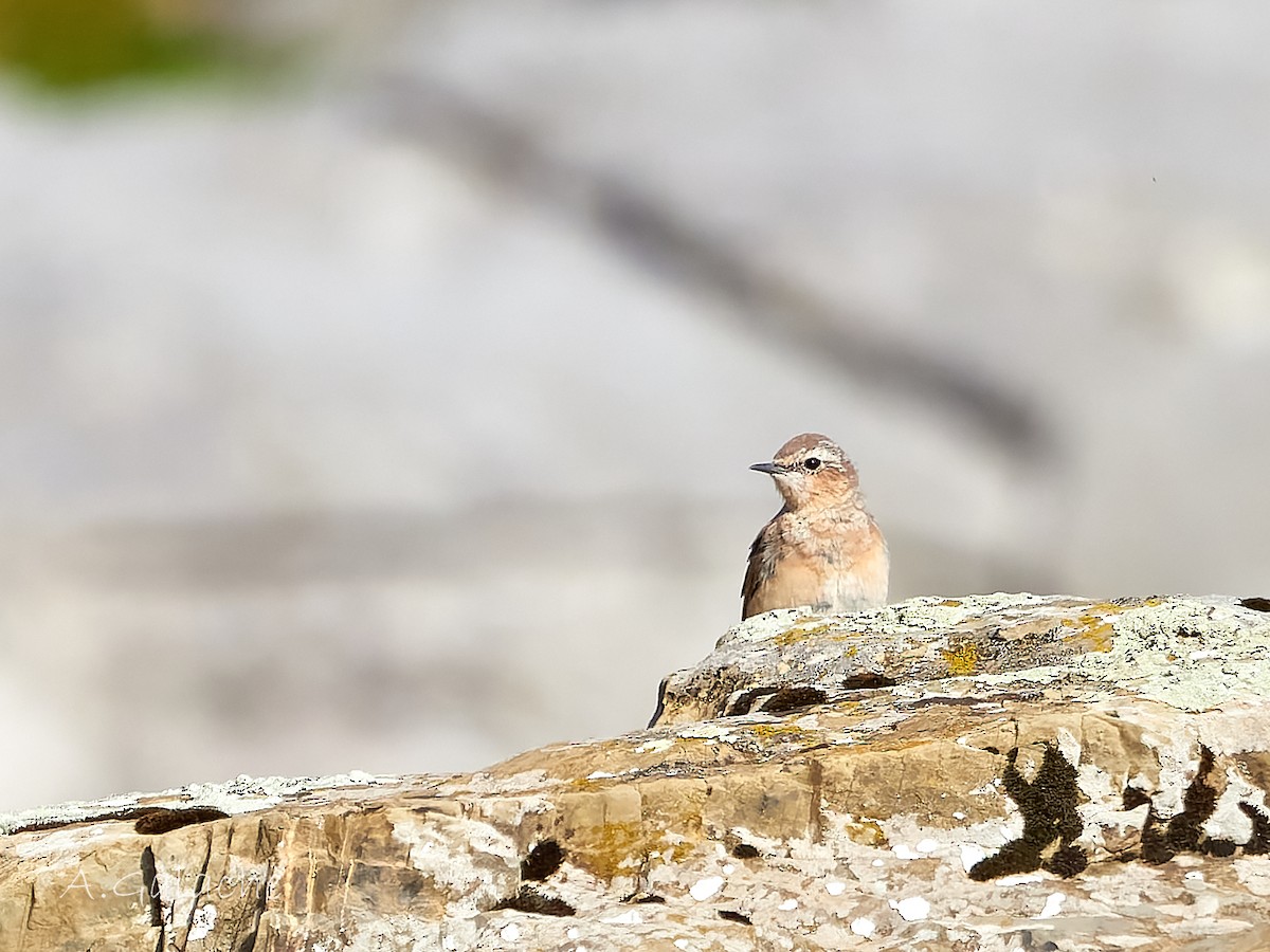 Northern Wheatear - ML640380565