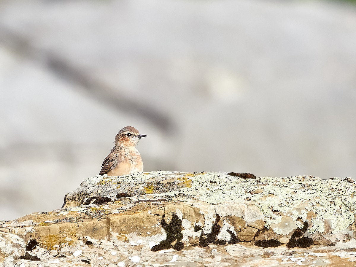 Northern Wheatear - ML640380567