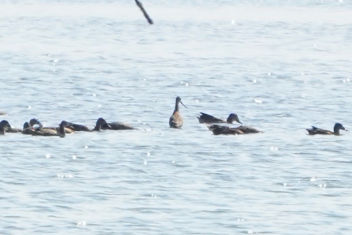 Hudsonian Godwit - ML640380573