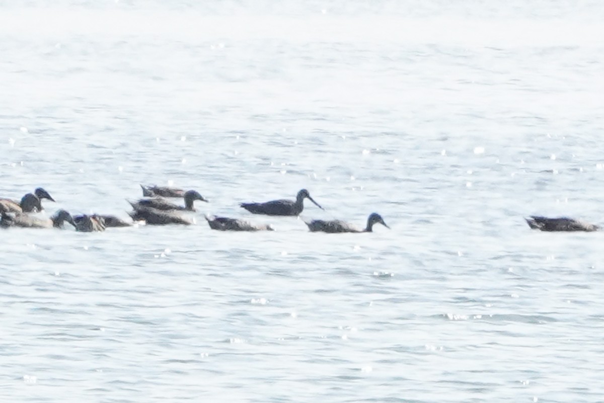 Hudsonian Godwit - ML640380605