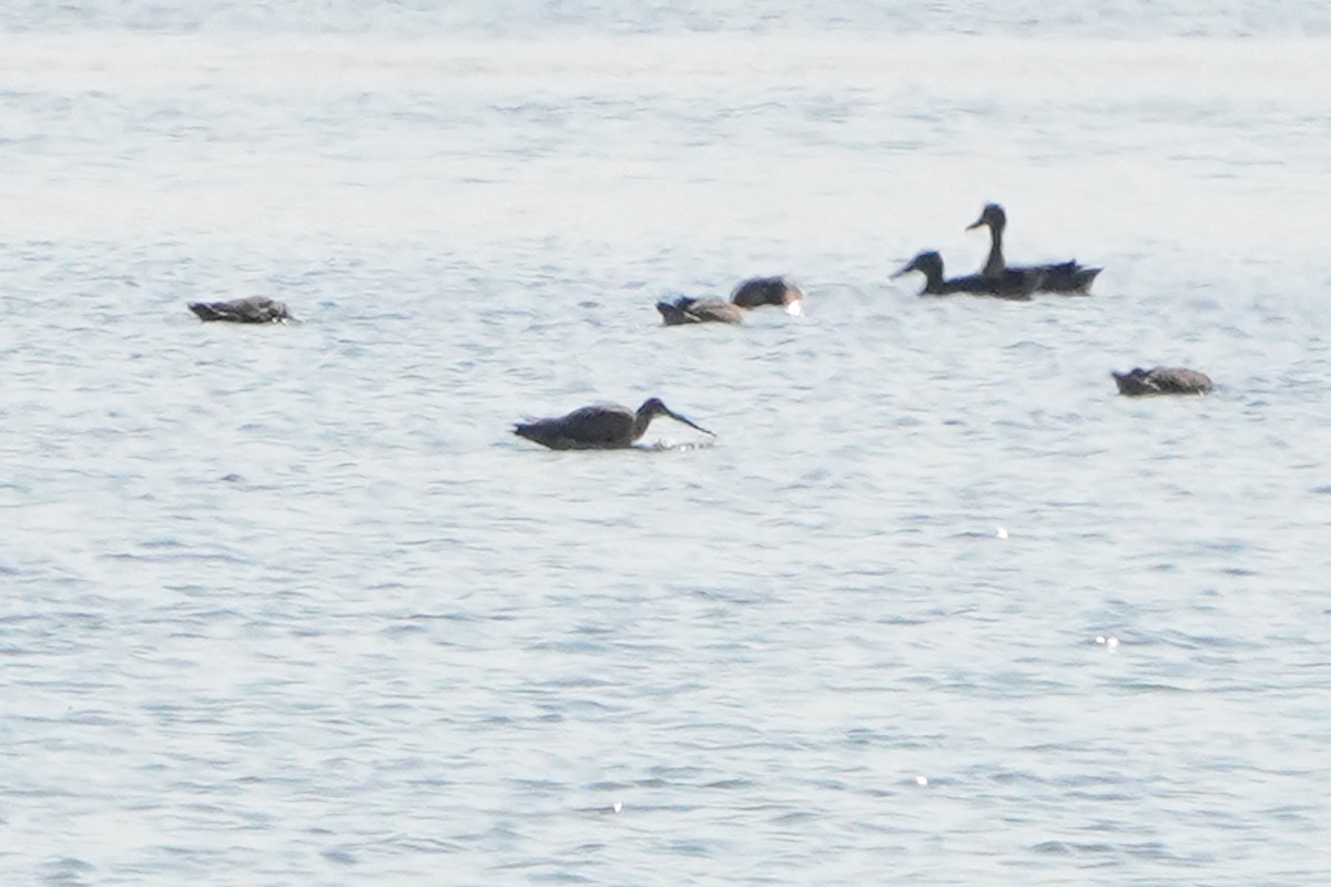 Hudsonian Godwit - ML640380606