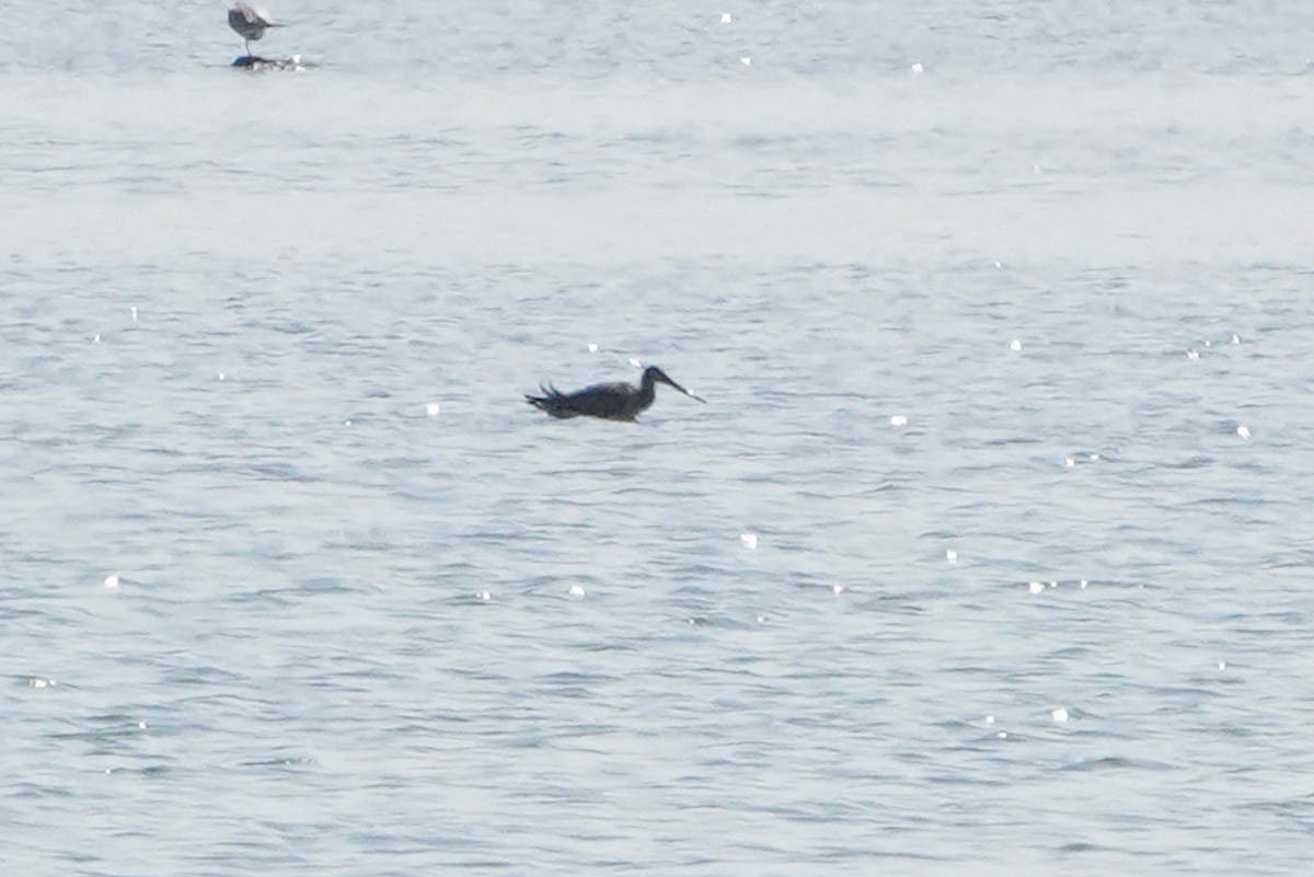 Hudsonian Godwit - ML640380607