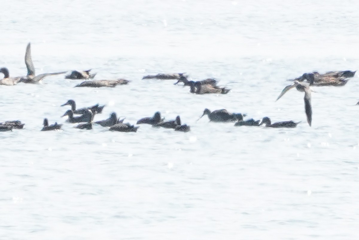 Hudsonian Godwit - ML640380609