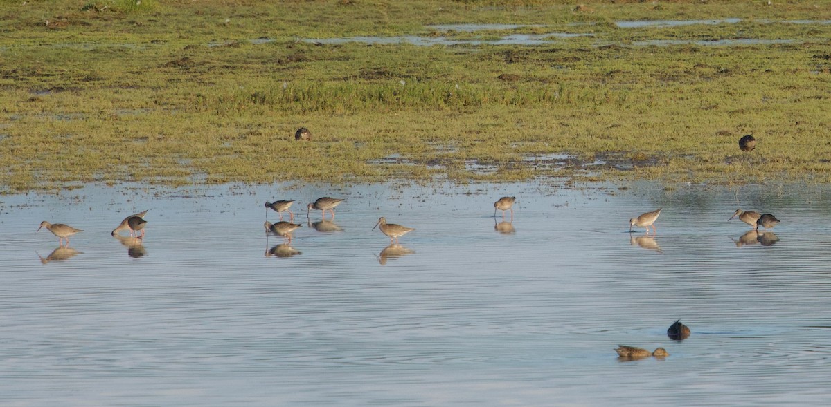 Spotted Redshank - ML640380614