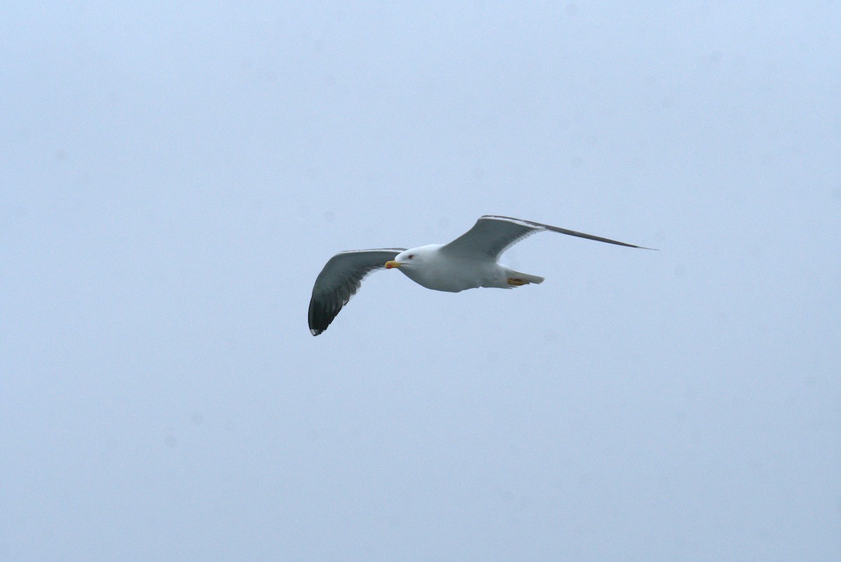 Great Black-backed Gull - ML640380671