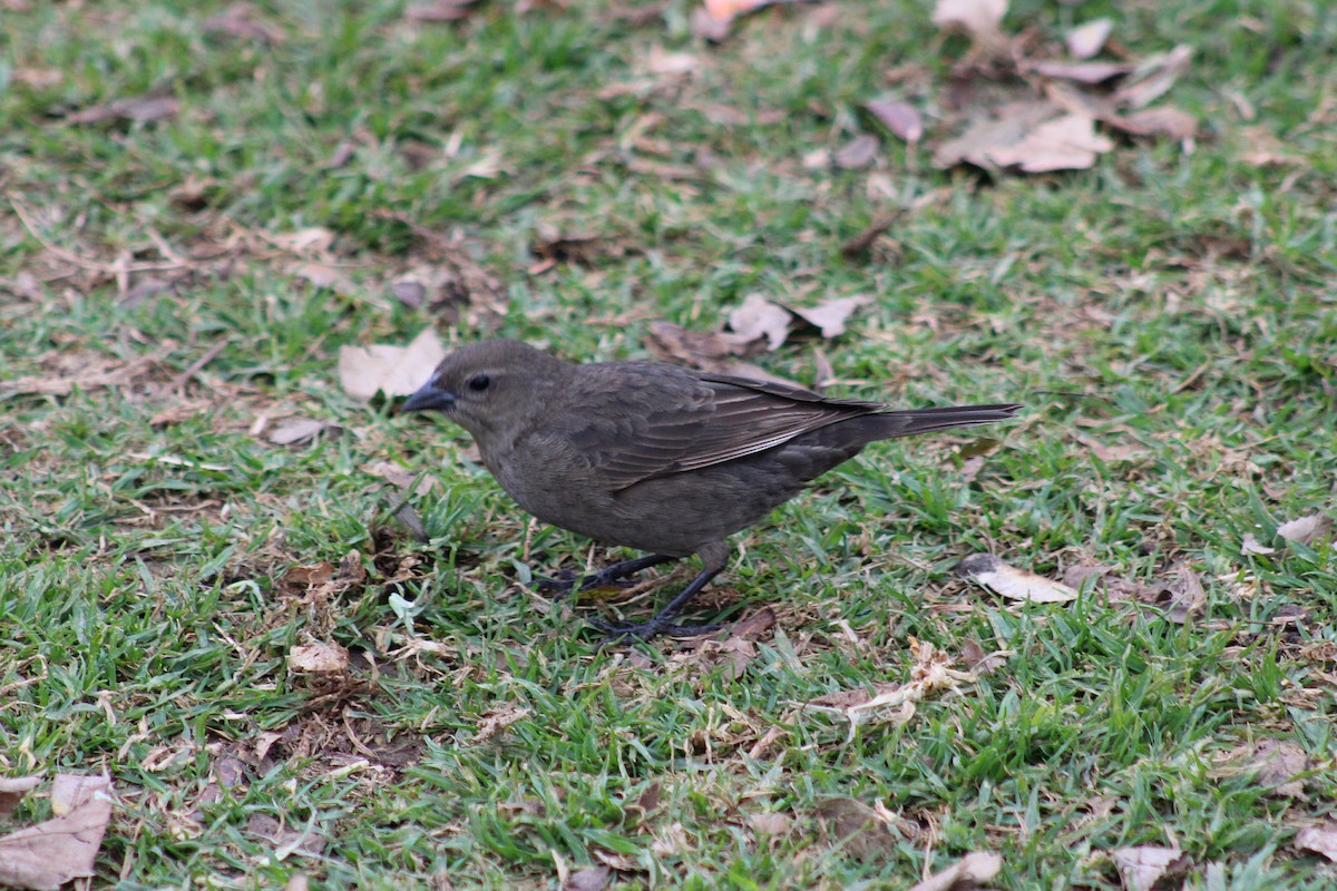 Shiny Cowbird - ML640380787
