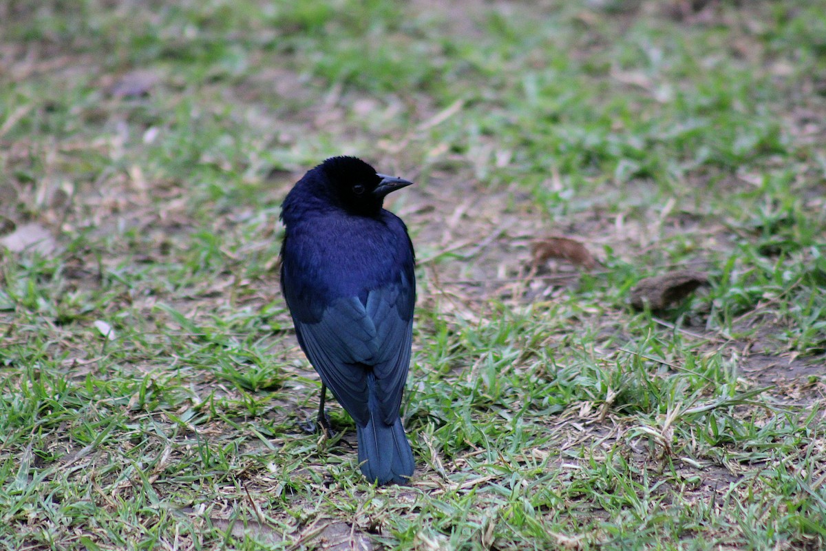 Shiny Cowbird - ML640380788