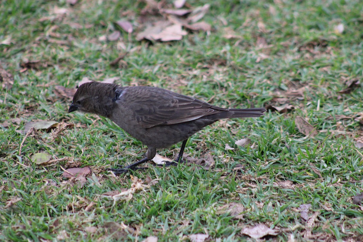 Shiny Cowbird - ML640380790