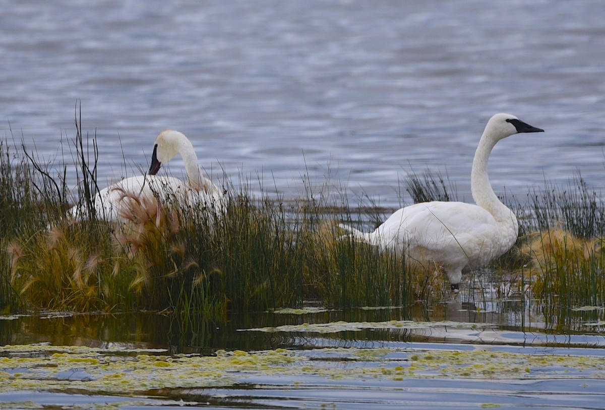 Trumpeter Swan - ML640380887