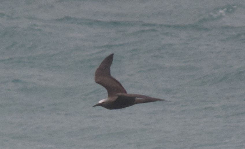 Brown Noddy - ML640380899