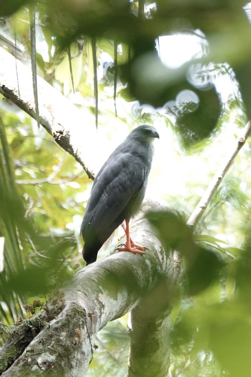 Crane Hawk - ML640381008