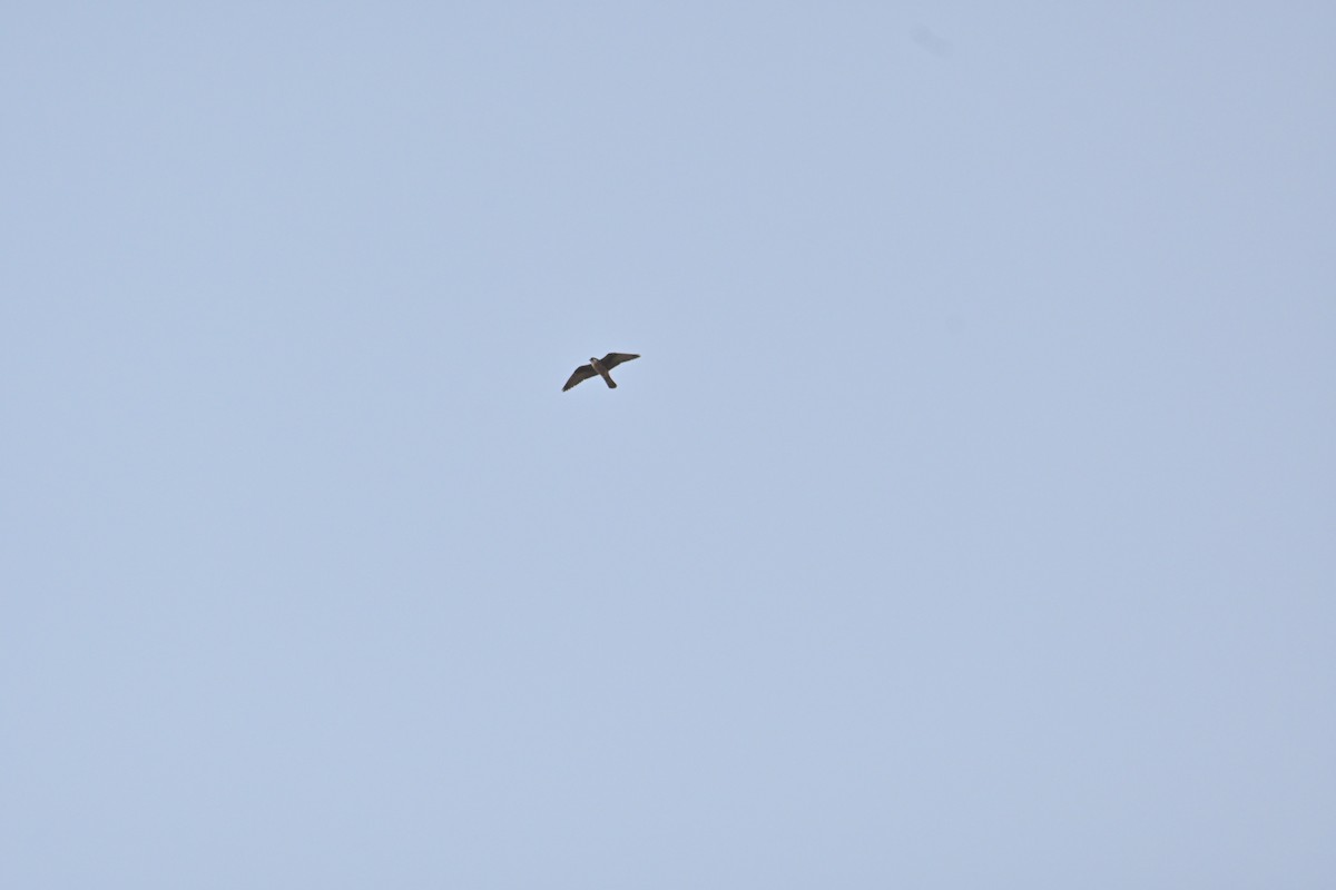 Eleonora's Falcon - ML640381121