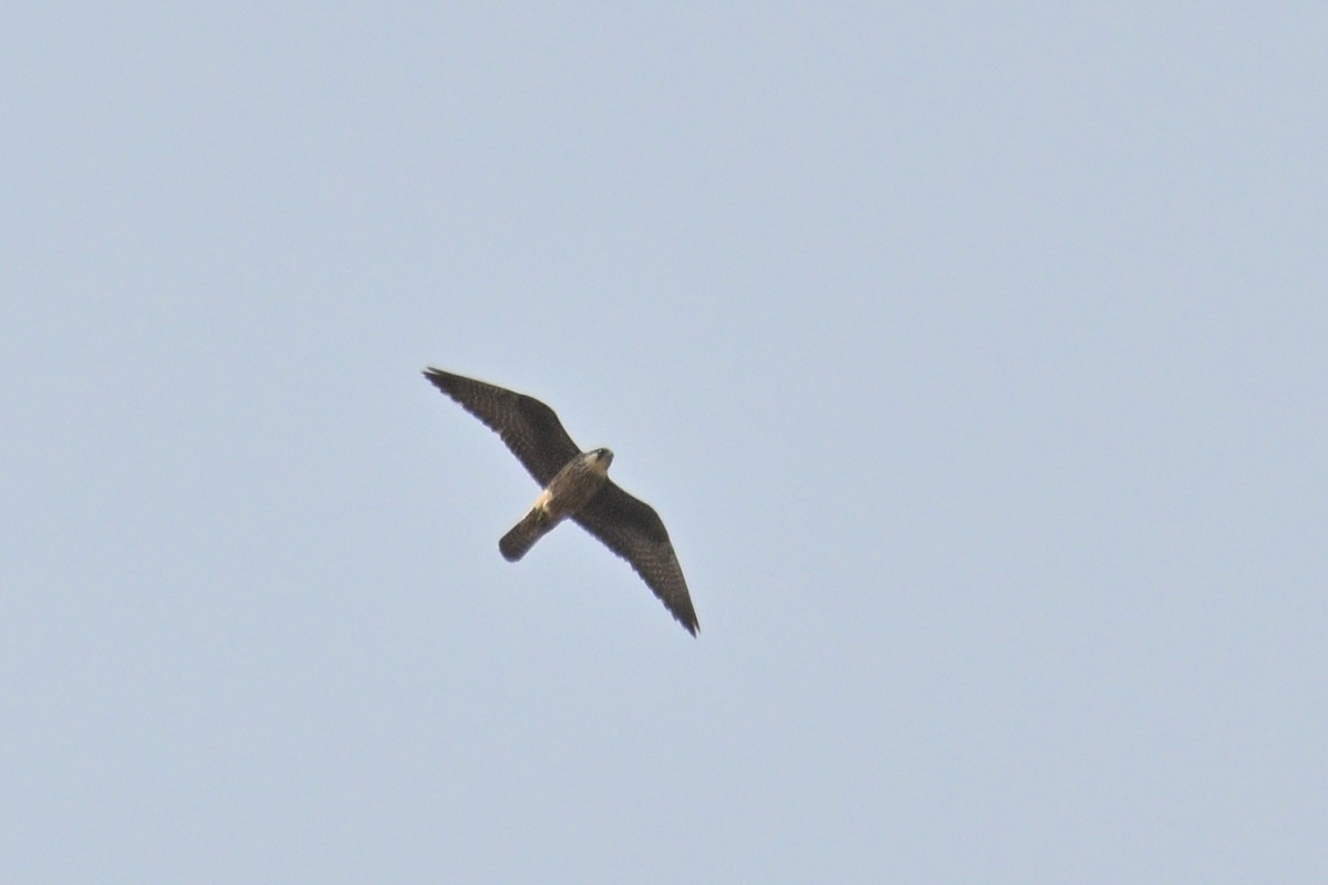 Eleonora's Falcon - ML640381122