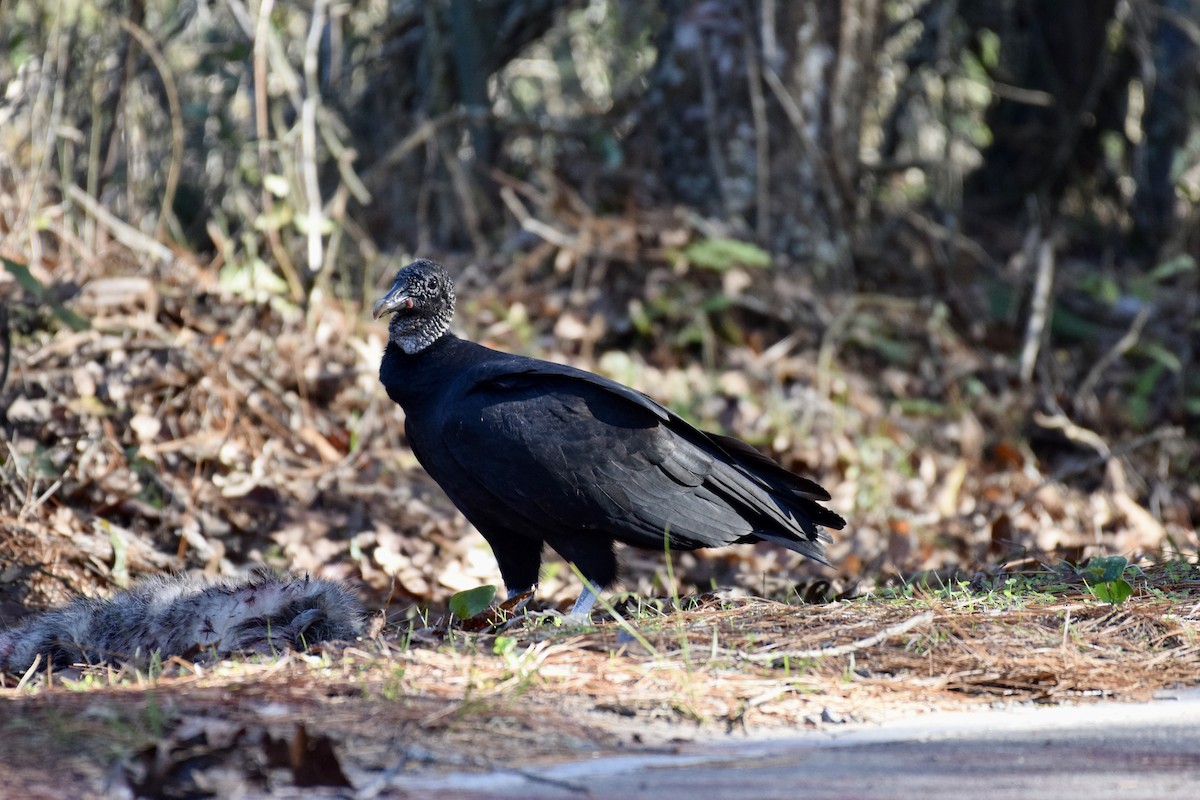 Black Vulture - ML640381162