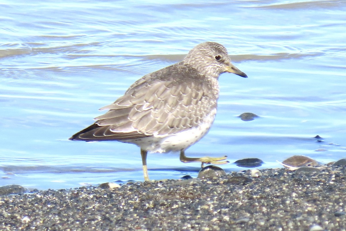 Surfbird - ML640381228