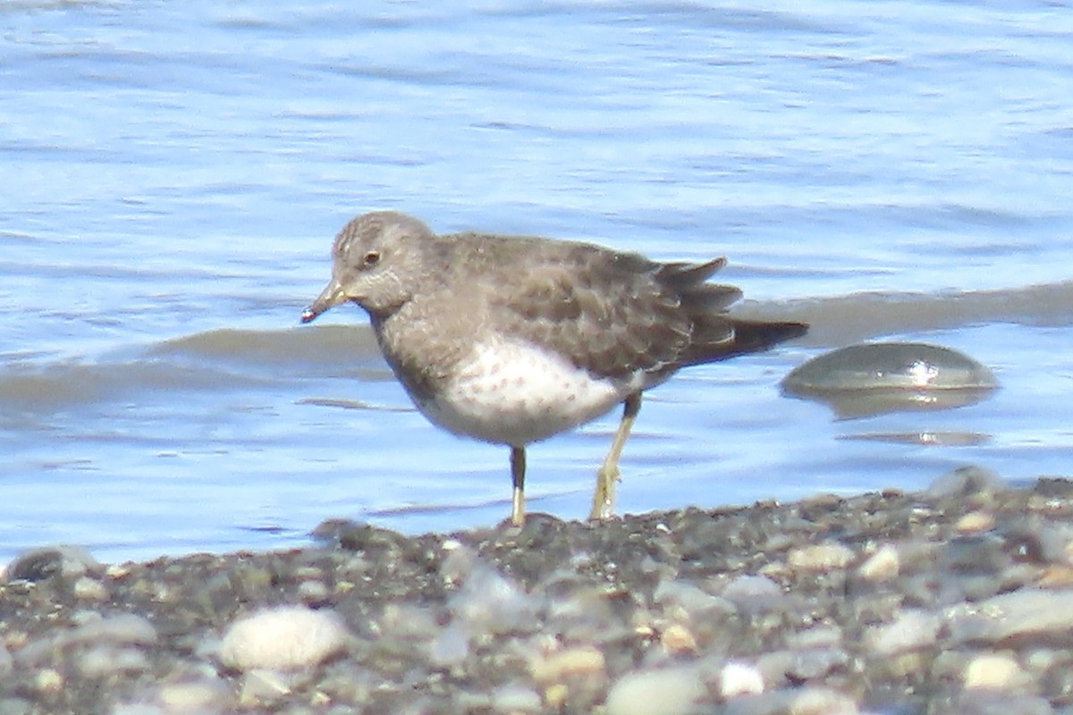 Surfbird - ML640381229