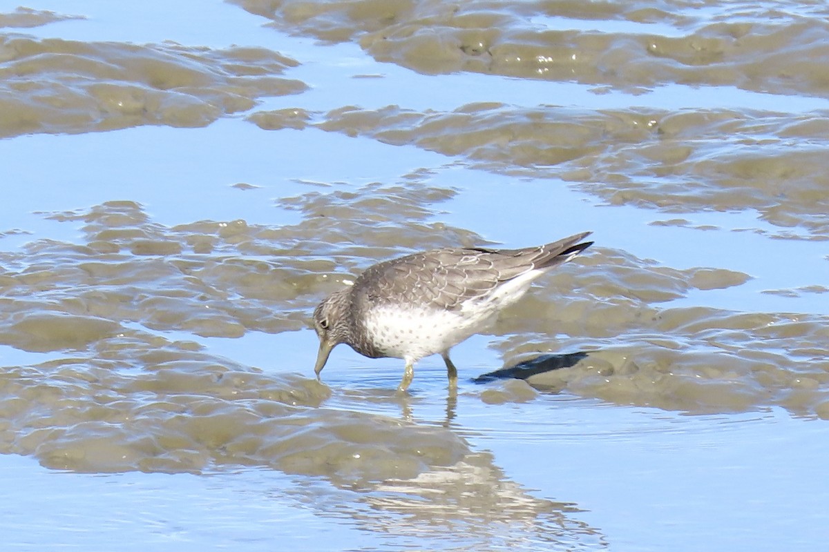 Surfbird - ML640381230
