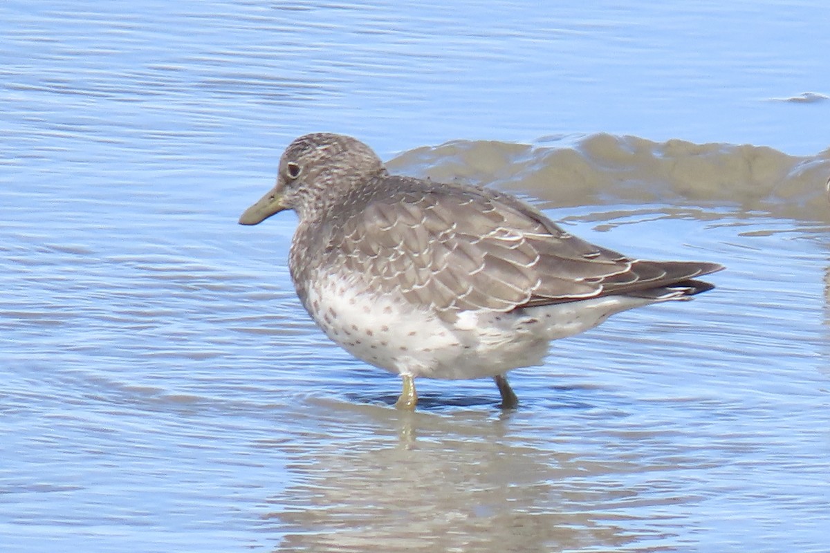 Surfbird - ML640381231