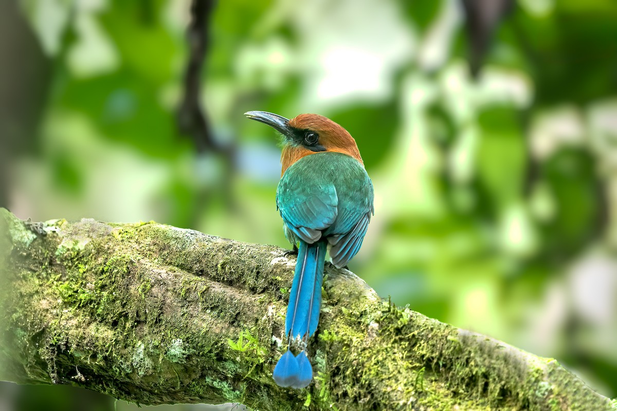 Broad-billed Motmot - ML640381232