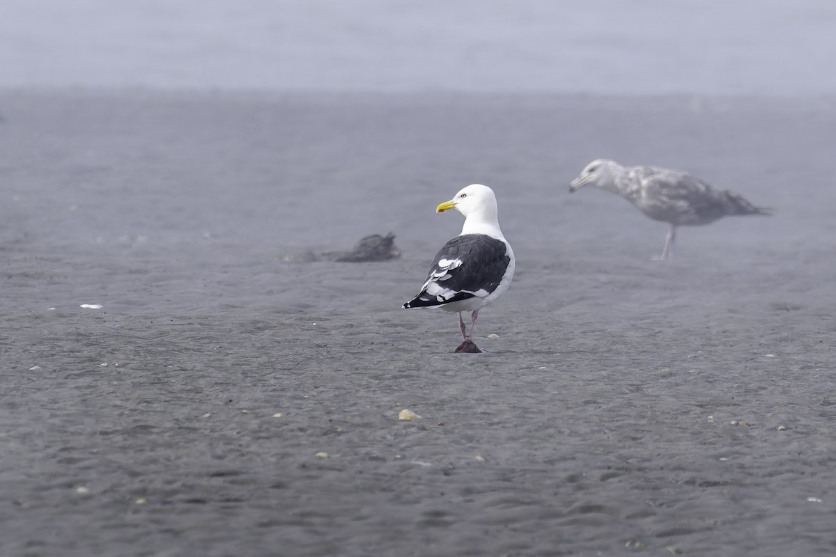 Slaty-backed Gull - ML640381314