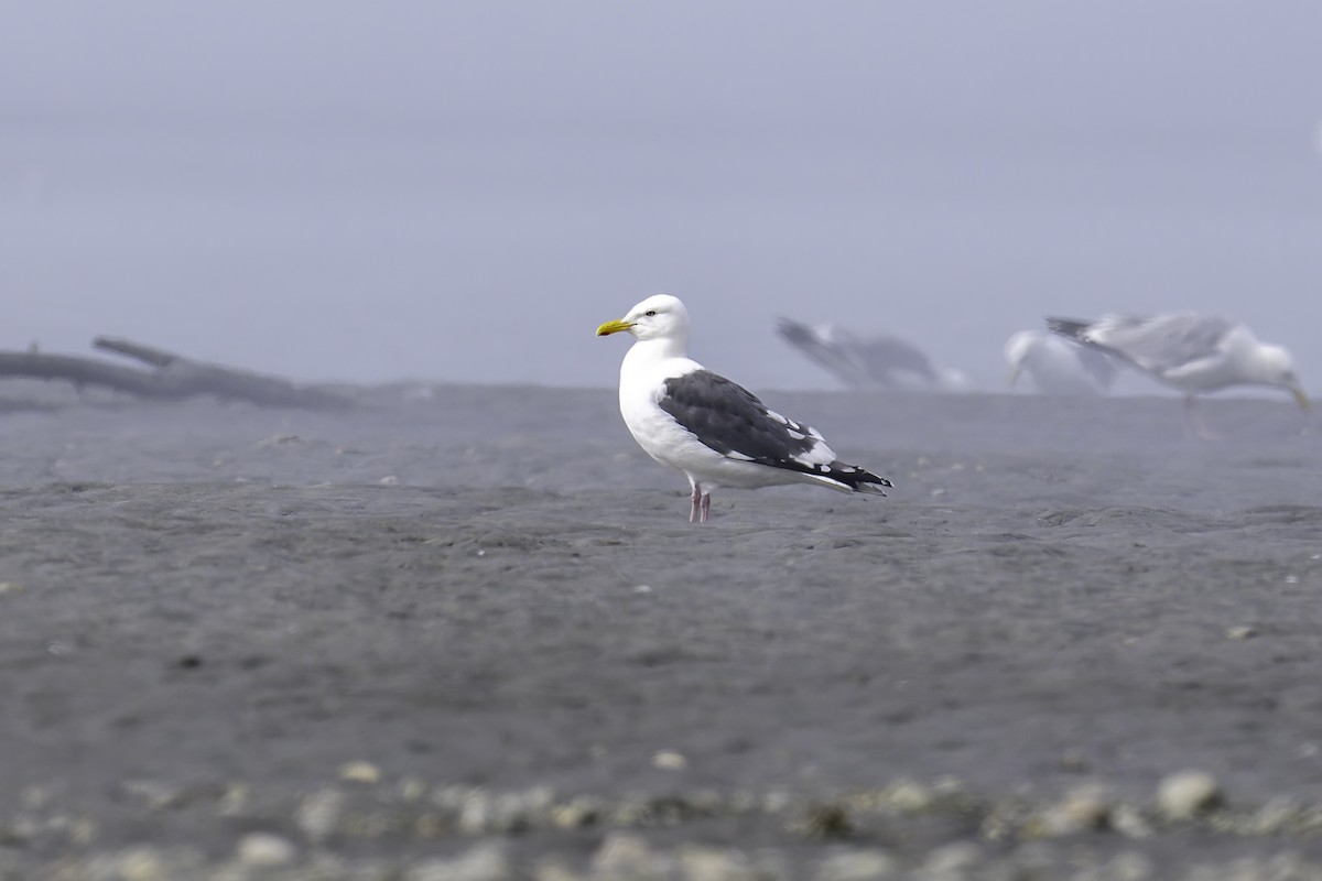 Slaty-backed Gull - ML640381315