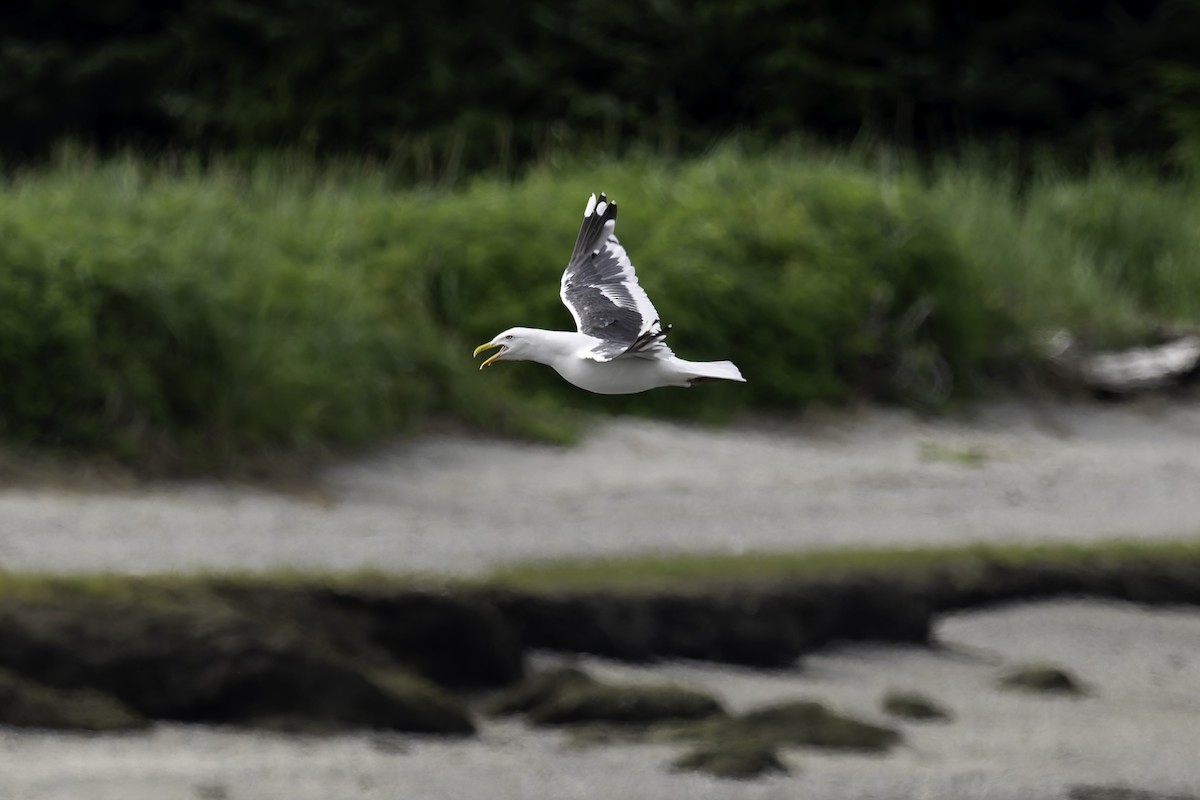 Slaty-backed Gull - ML640381316
