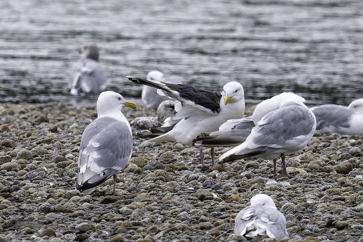 Slaty-backed Gull - ML640381317