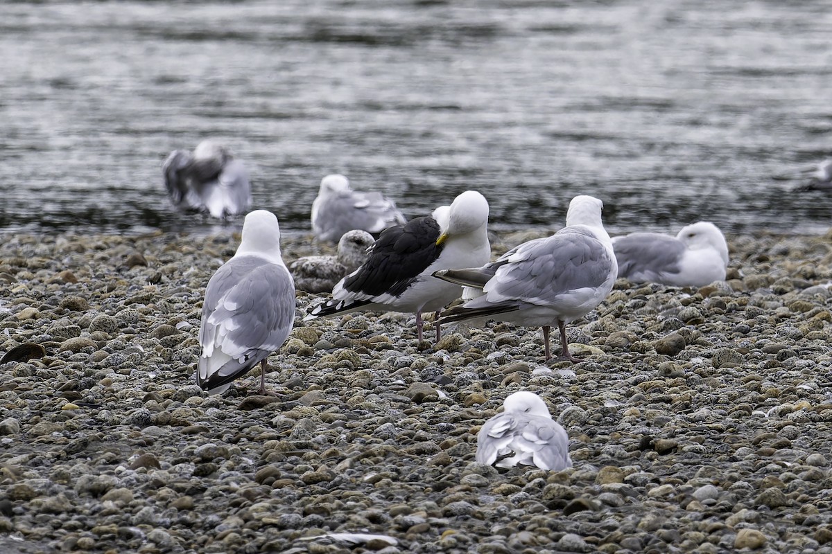 Slaty-backed Gull - ML640381318