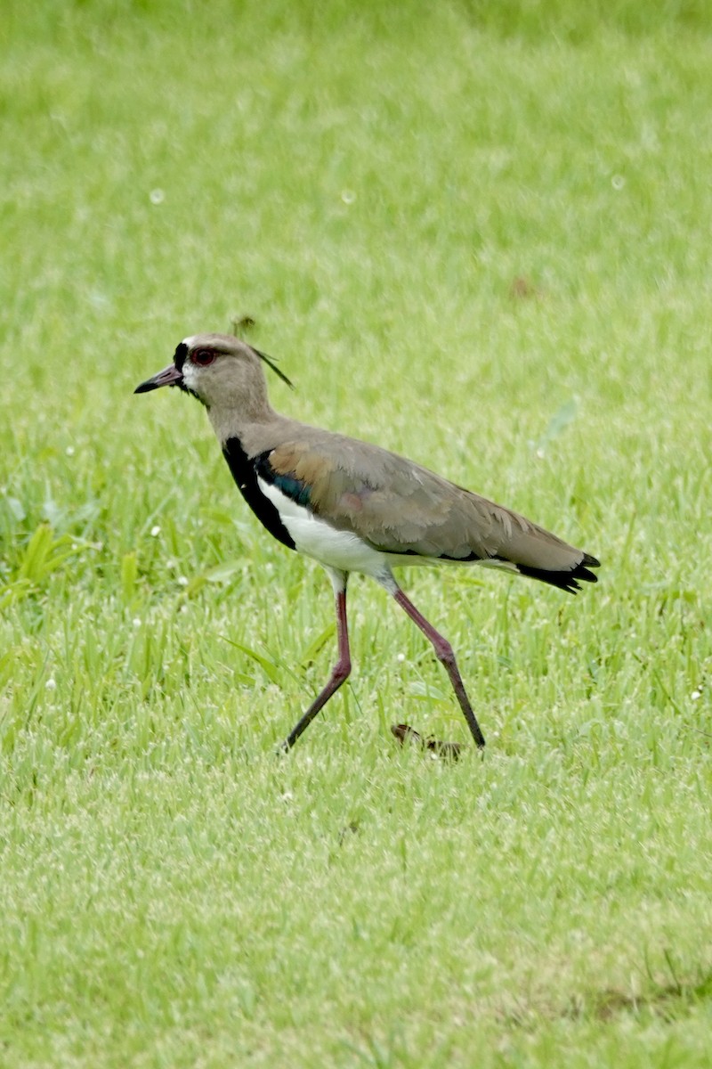 Southern Lapwing - ML640381347