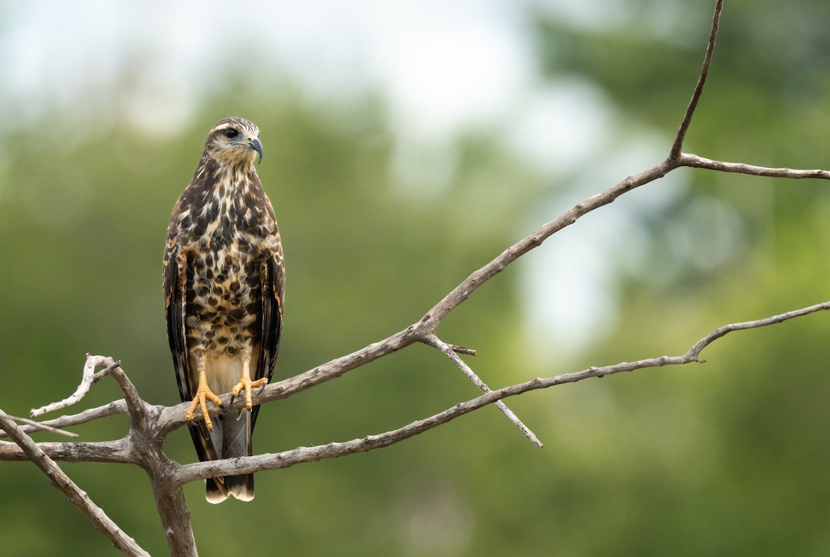 Snail Kite - ML640381441