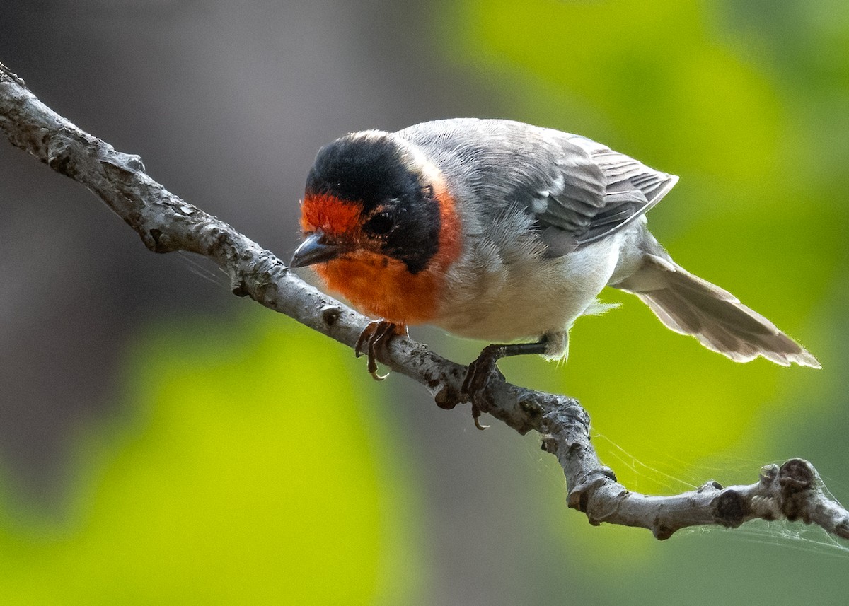 Red-faced Warbler - ML640381448