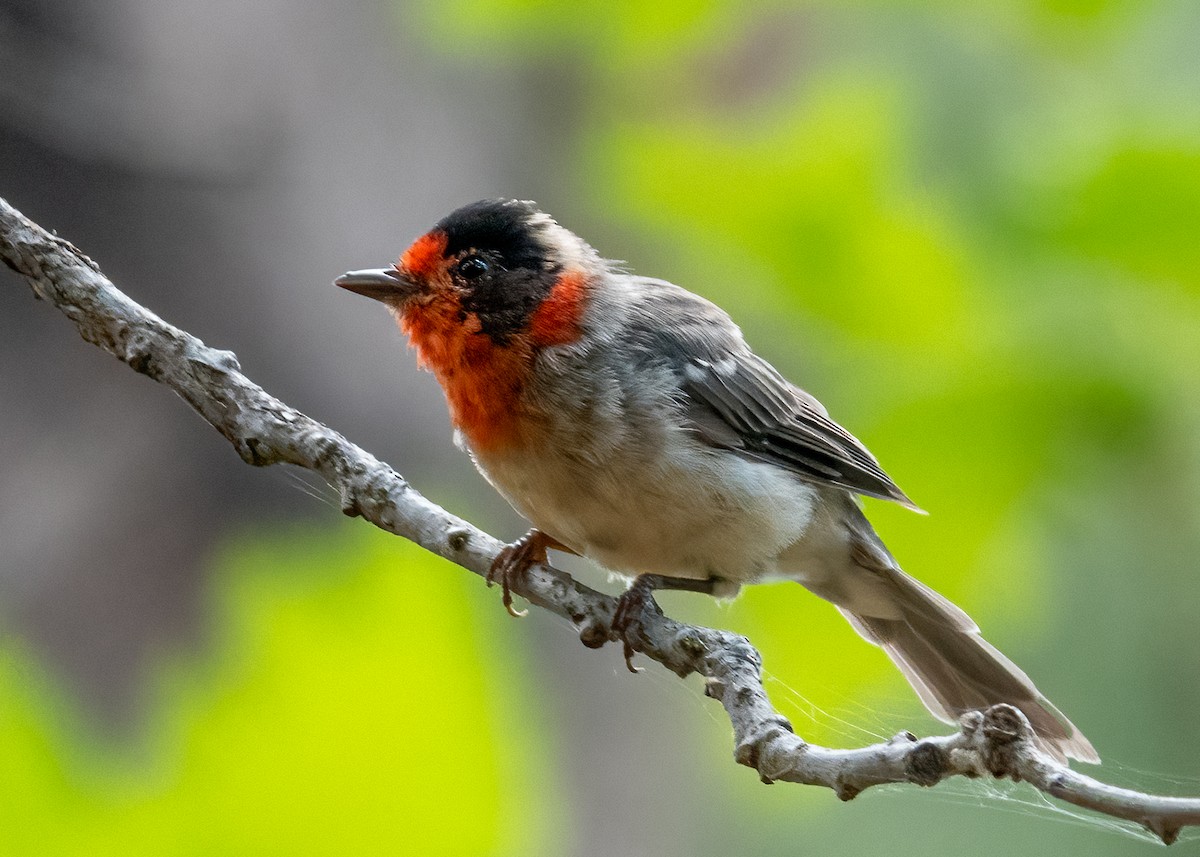Red-faced Warbler - ML640381449