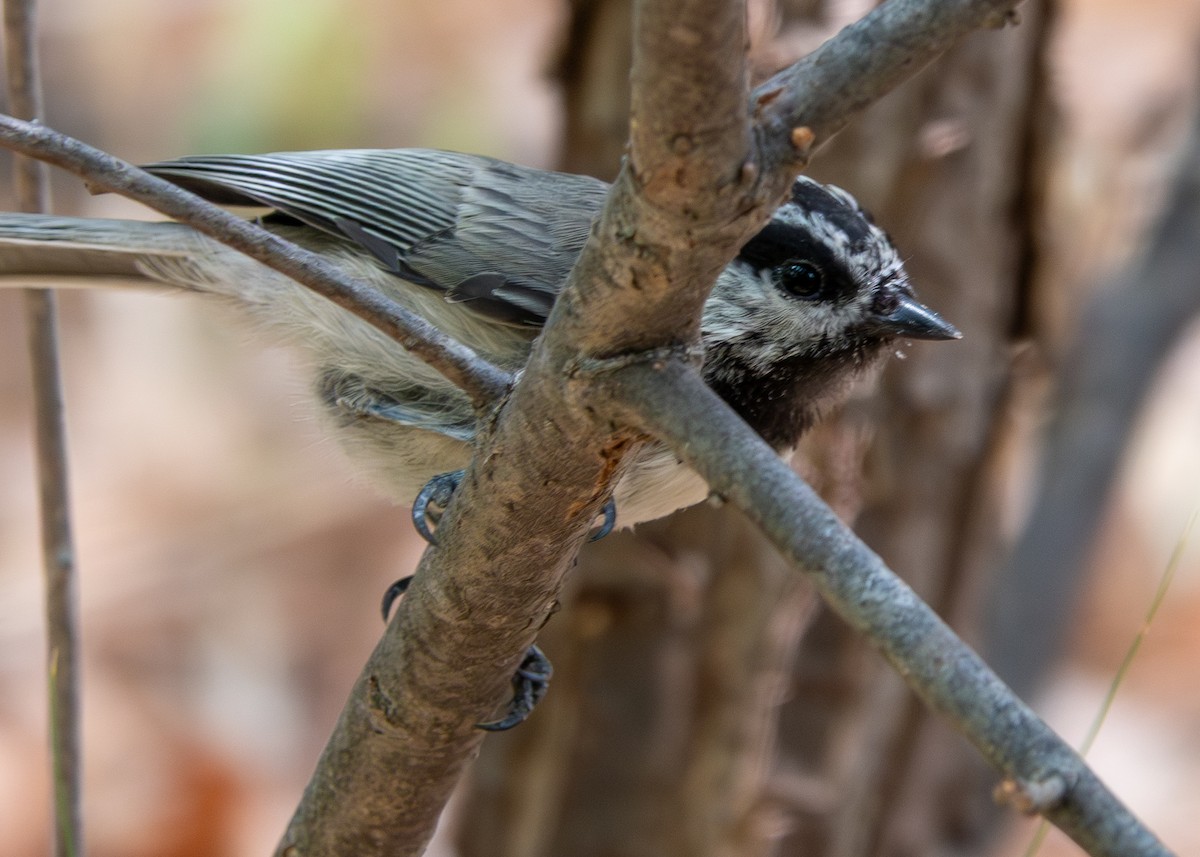 Mountain Chickadee - ML640381472