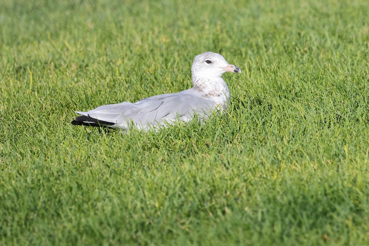 Ring-billed Gull - ML640381473