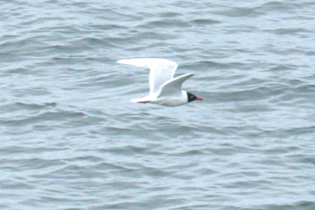 Mediterranean Gull - ML640381478