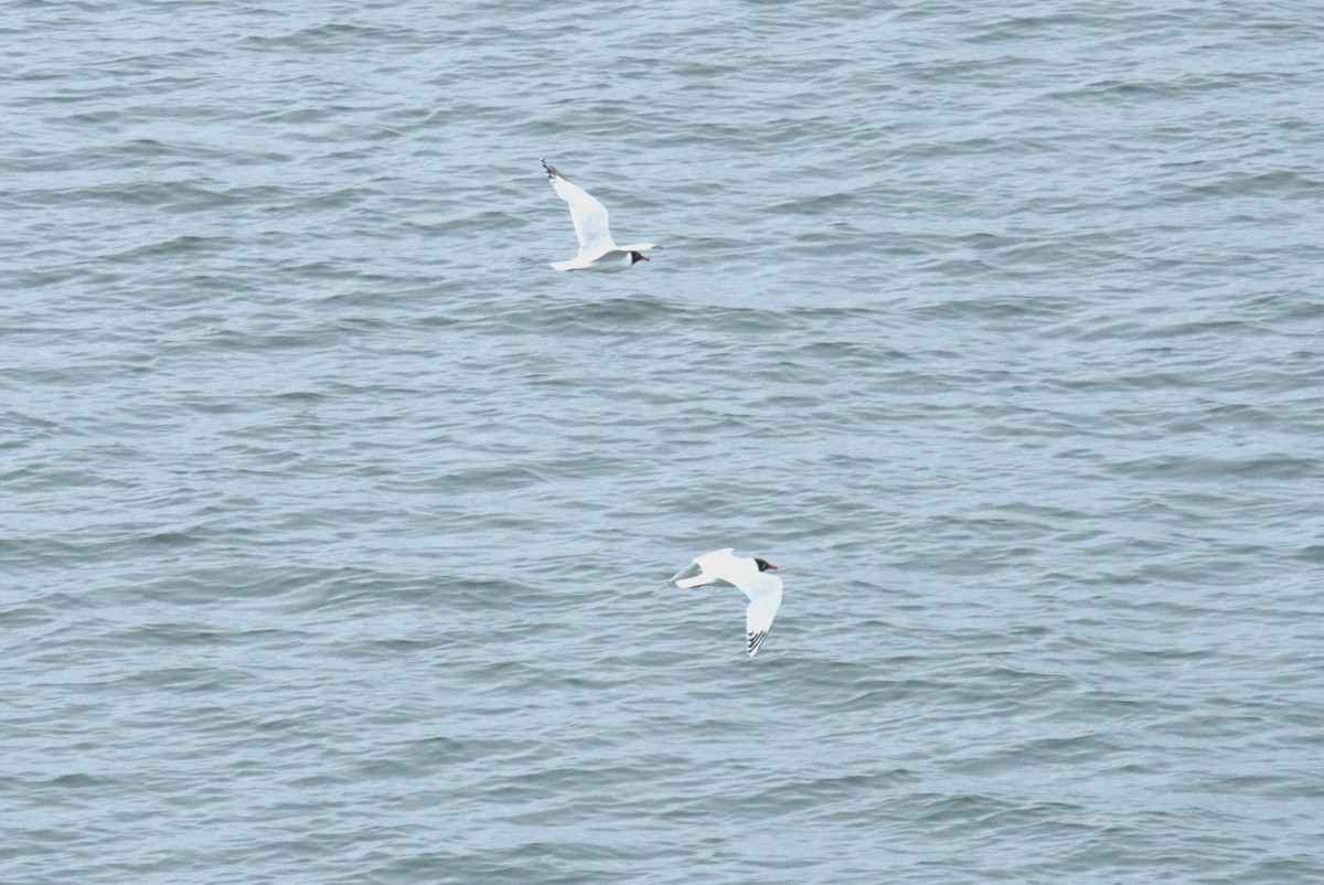 Mediterranean Gull - ML640381479
