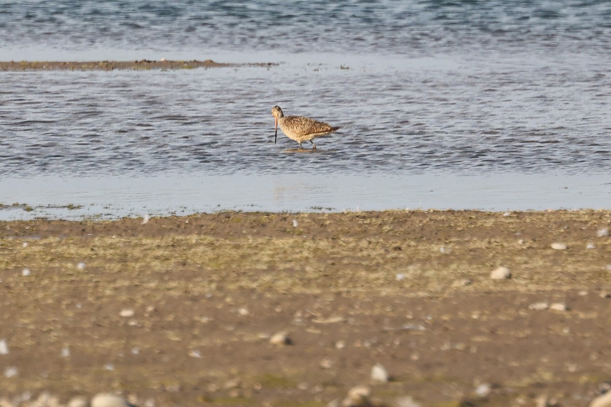 Marbled Godwit - ML640381490