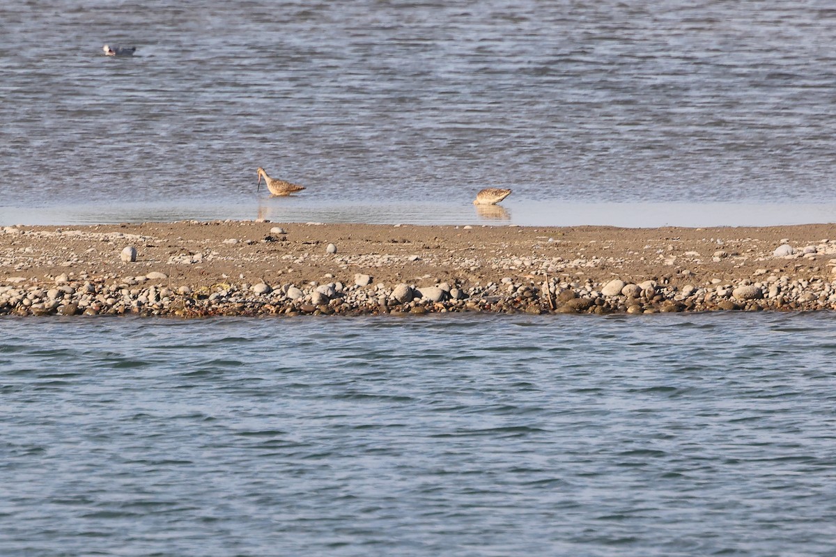 Marbled Godwit - ML640381491