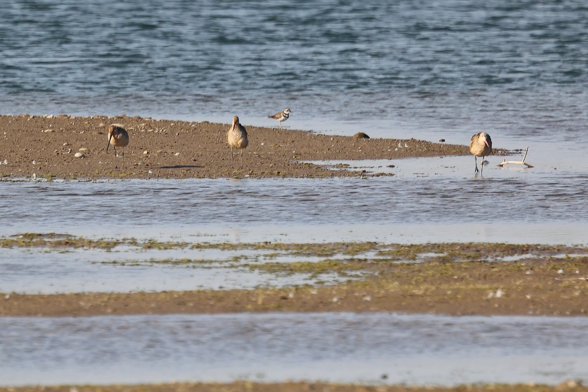 Marbled Godwit - ML640381492
