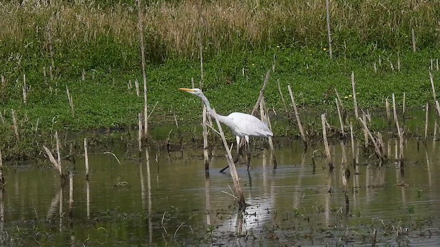 Great Egret (American) - ML640381493