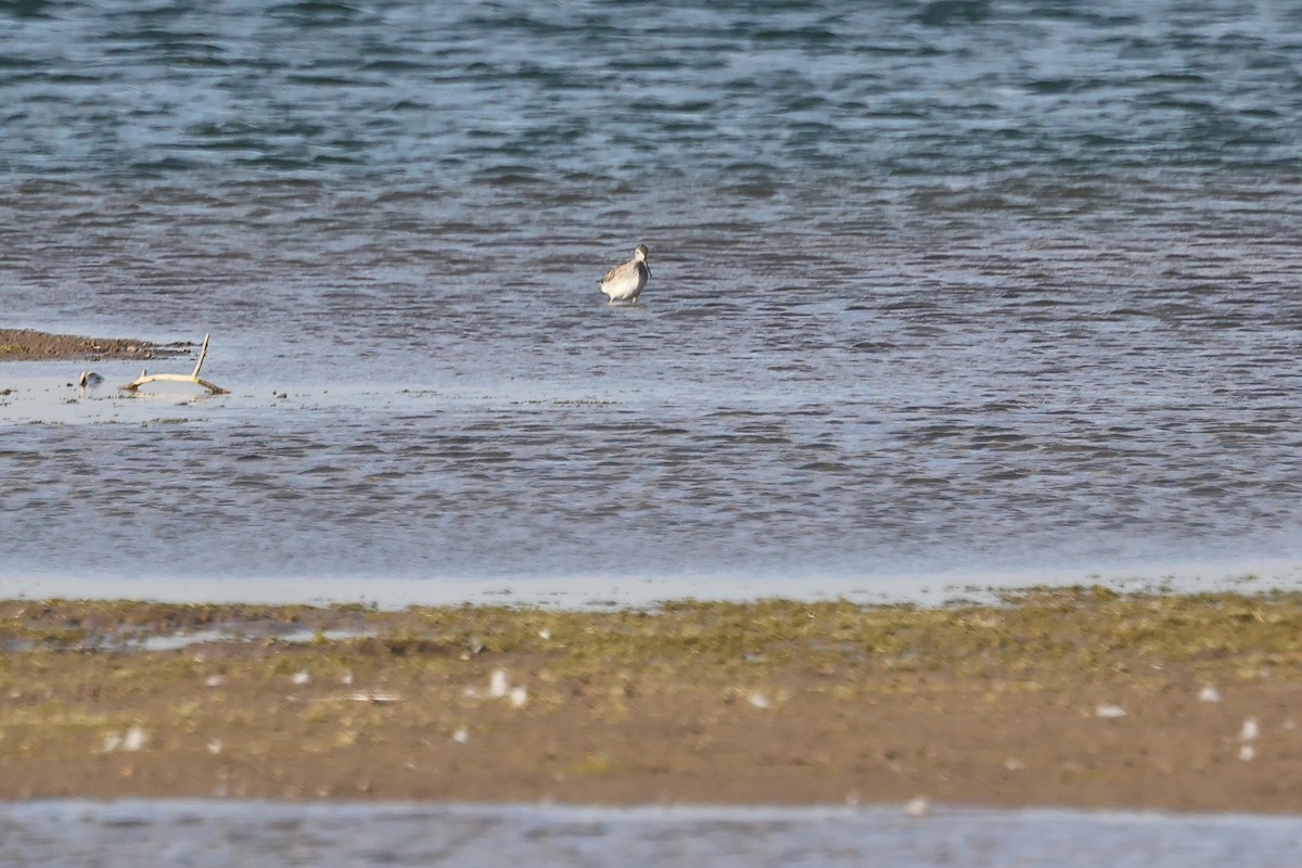 Greater Yellowlegs - ML640381498