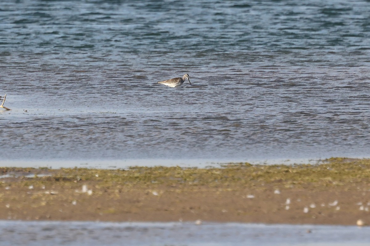 Greater Yellowlegs - ML640381499