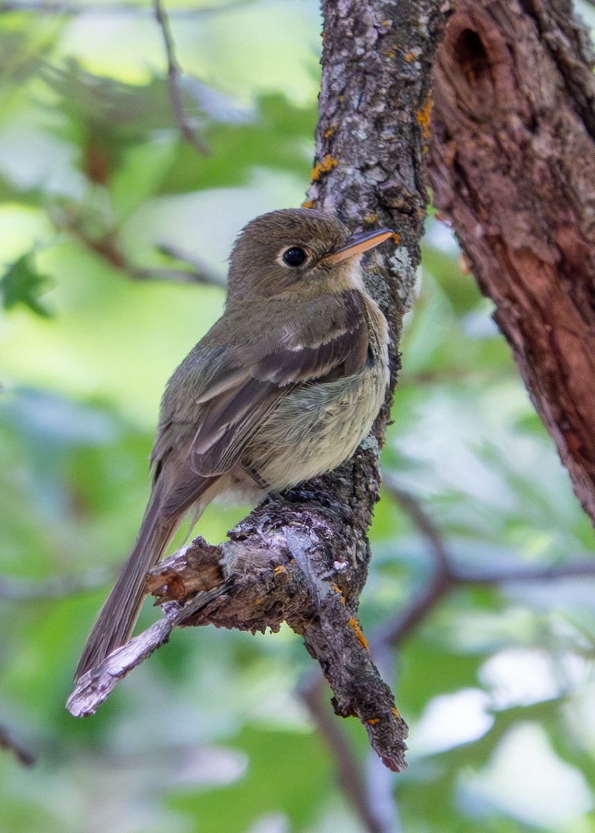 Western Flycatcher - ML640381509