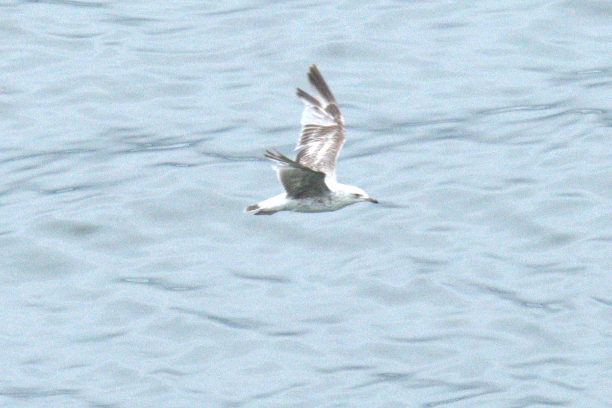 European Herring Gull - ML640381517