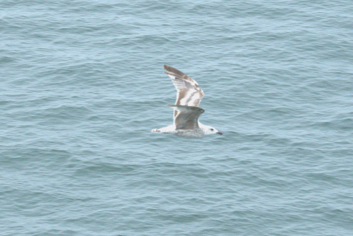 European Herring Gull - ML640381518