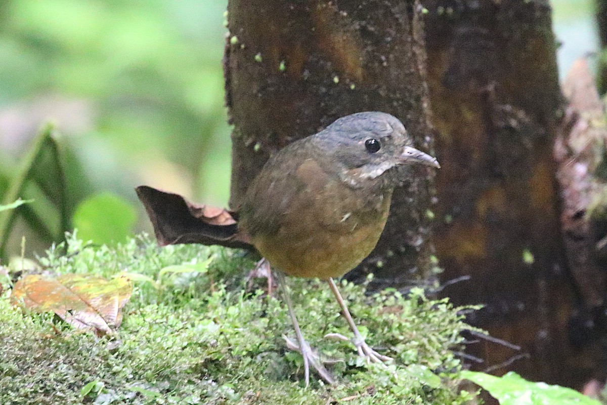 Moustached Antpitta - ML640381529