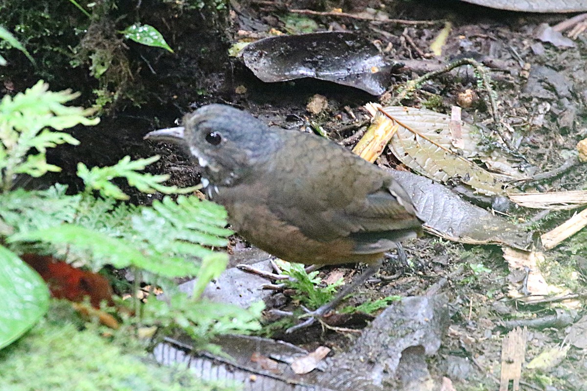Moustached Antpitta - ML640381538